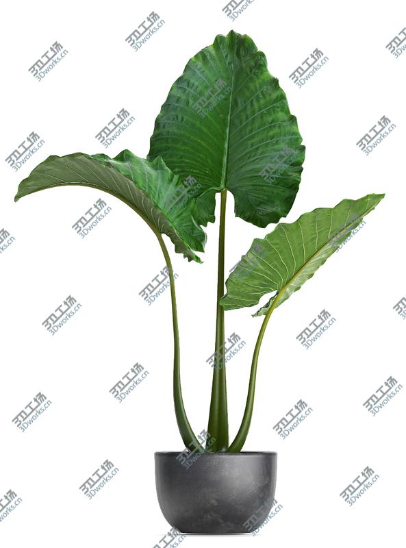images/goods_img/202104092/Collection Exotic plants Monstera 3D model/5.jpg